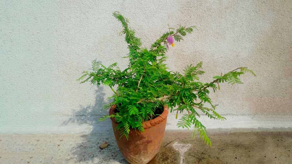 shami plant significance