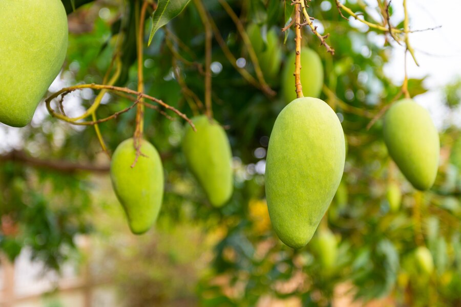 spring fruit Mangoes