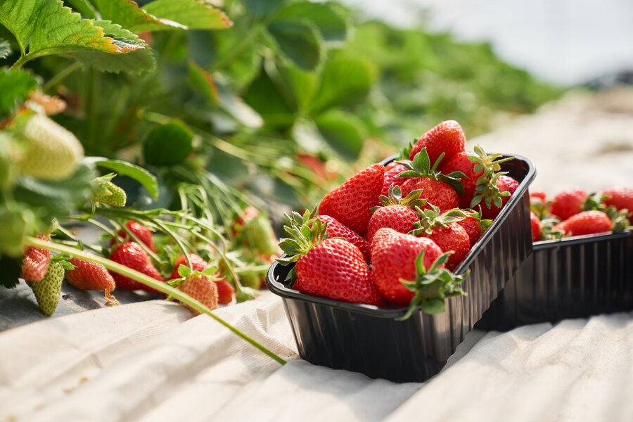 spring fruit Strawberries