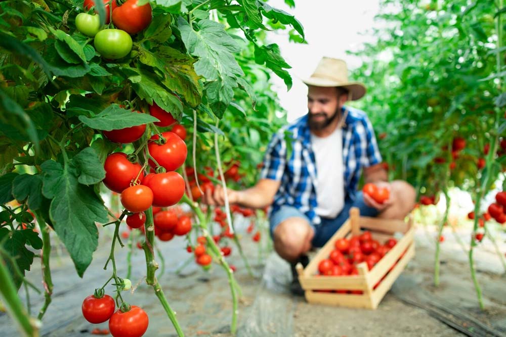 tomatoes flowering but not fruiting