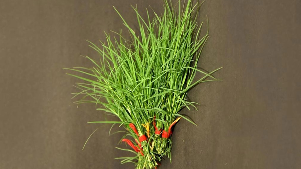 what is the significance of durva to lord shiva