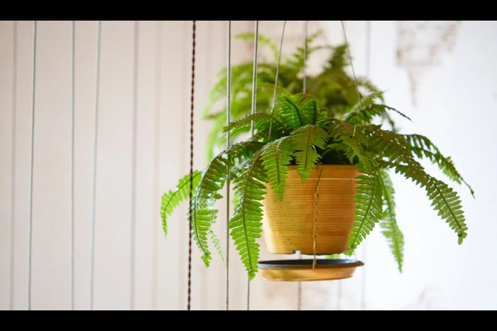 Boston Fern shutterstock x compressed