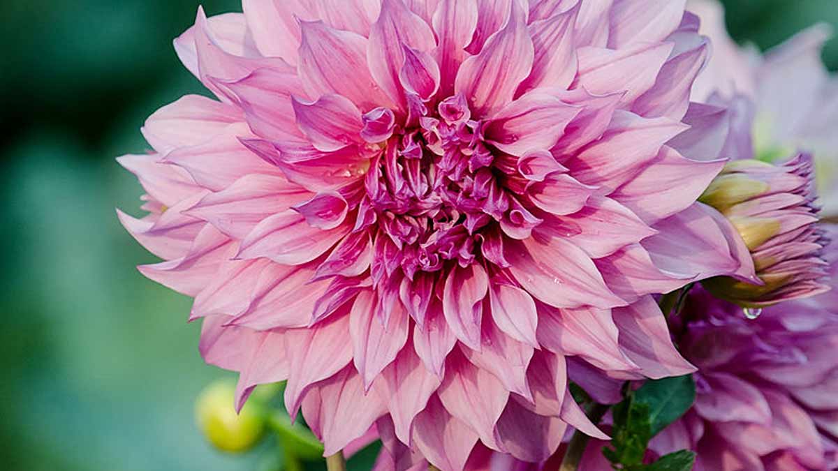 Dahlia flower