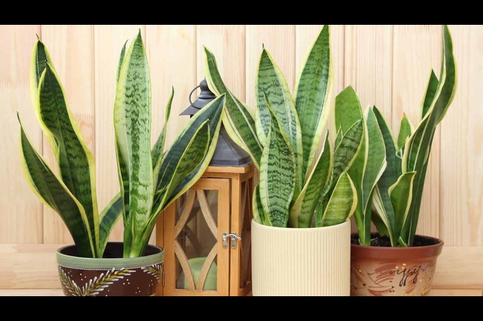 Sansevieria trifasciata in a wooden background ()