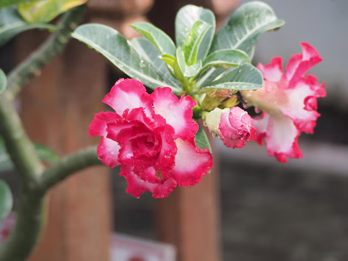adenium plants