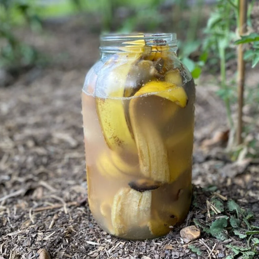 banana peel fertilizer