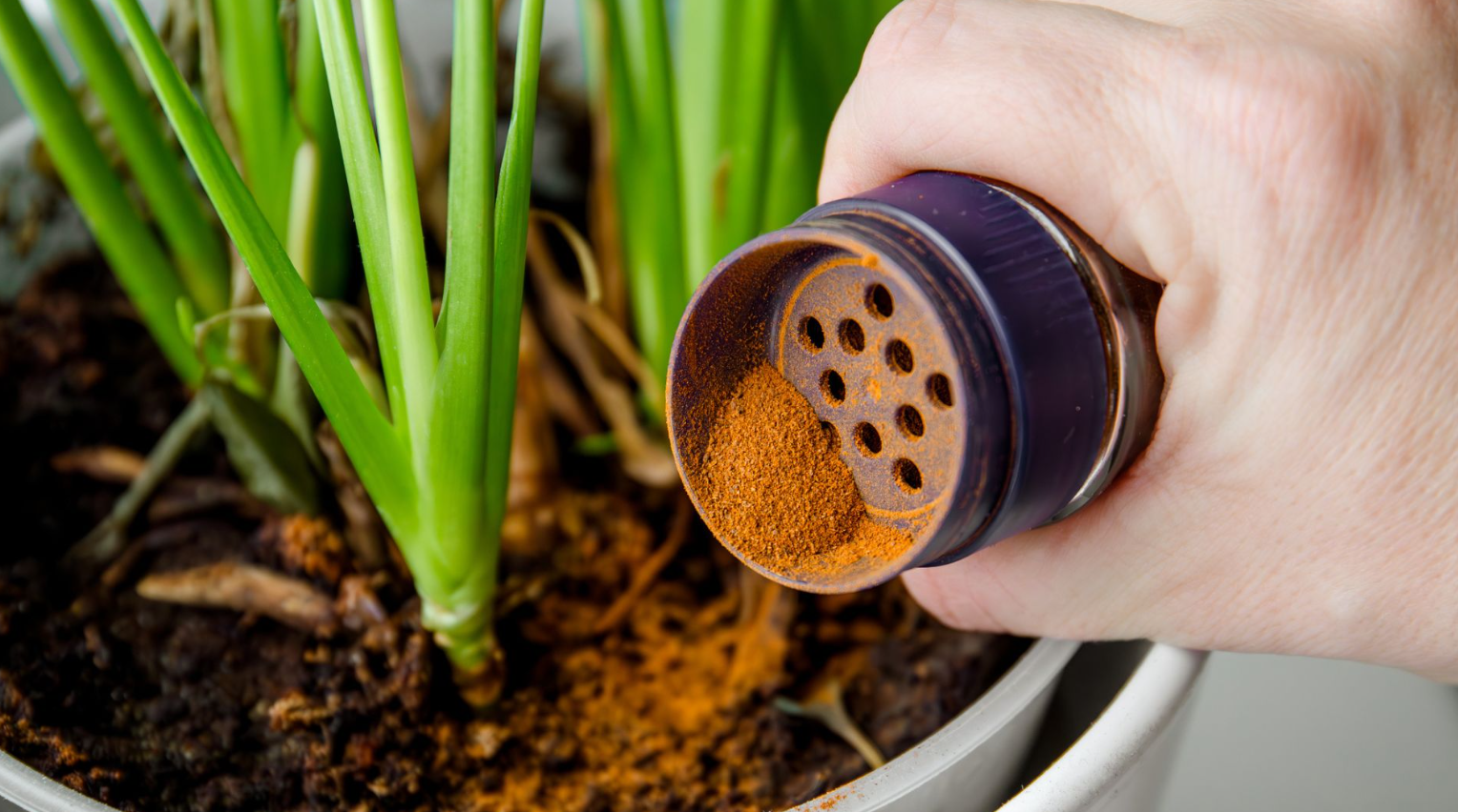 cinammon powder benefits