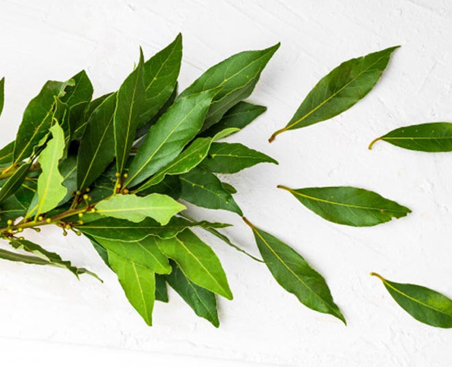 curry leaves