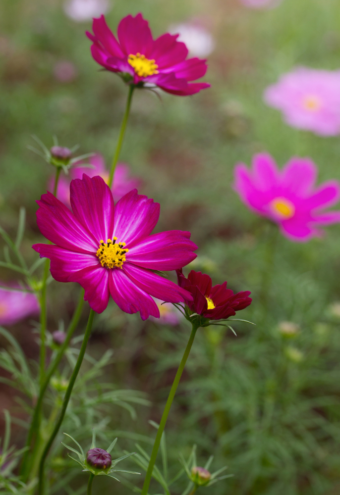 easy tip to grow and maintain ulam raja cosmos