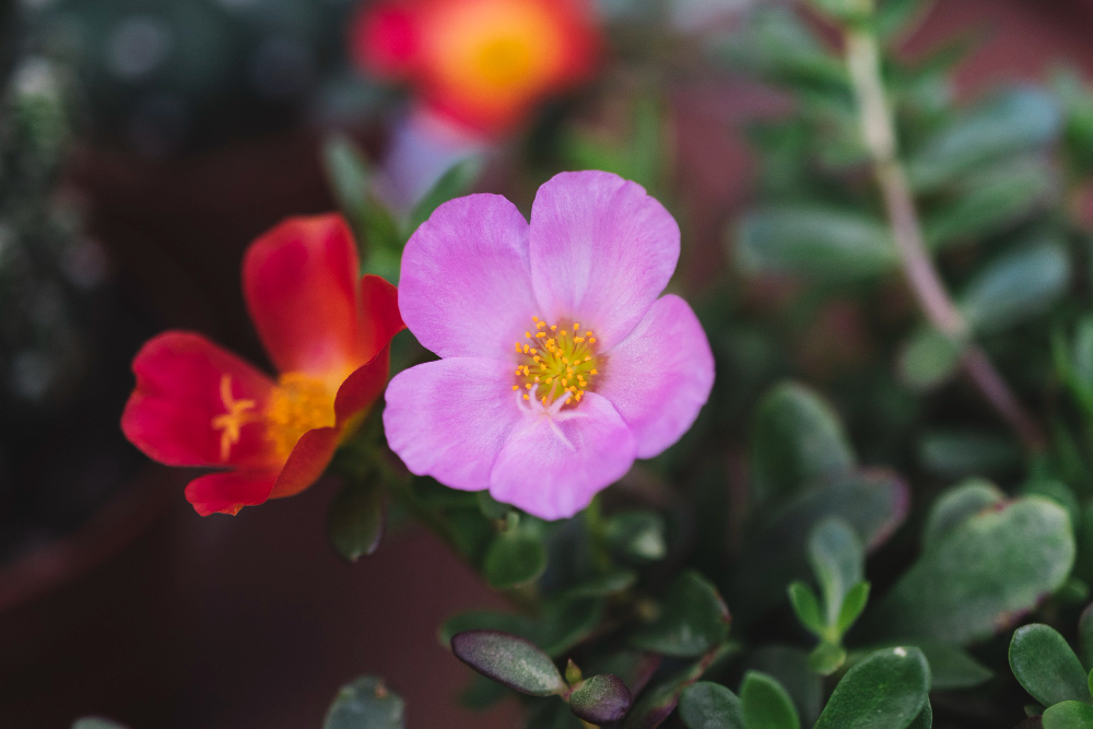 easy tips to grow and maintain ulam raja cosmos