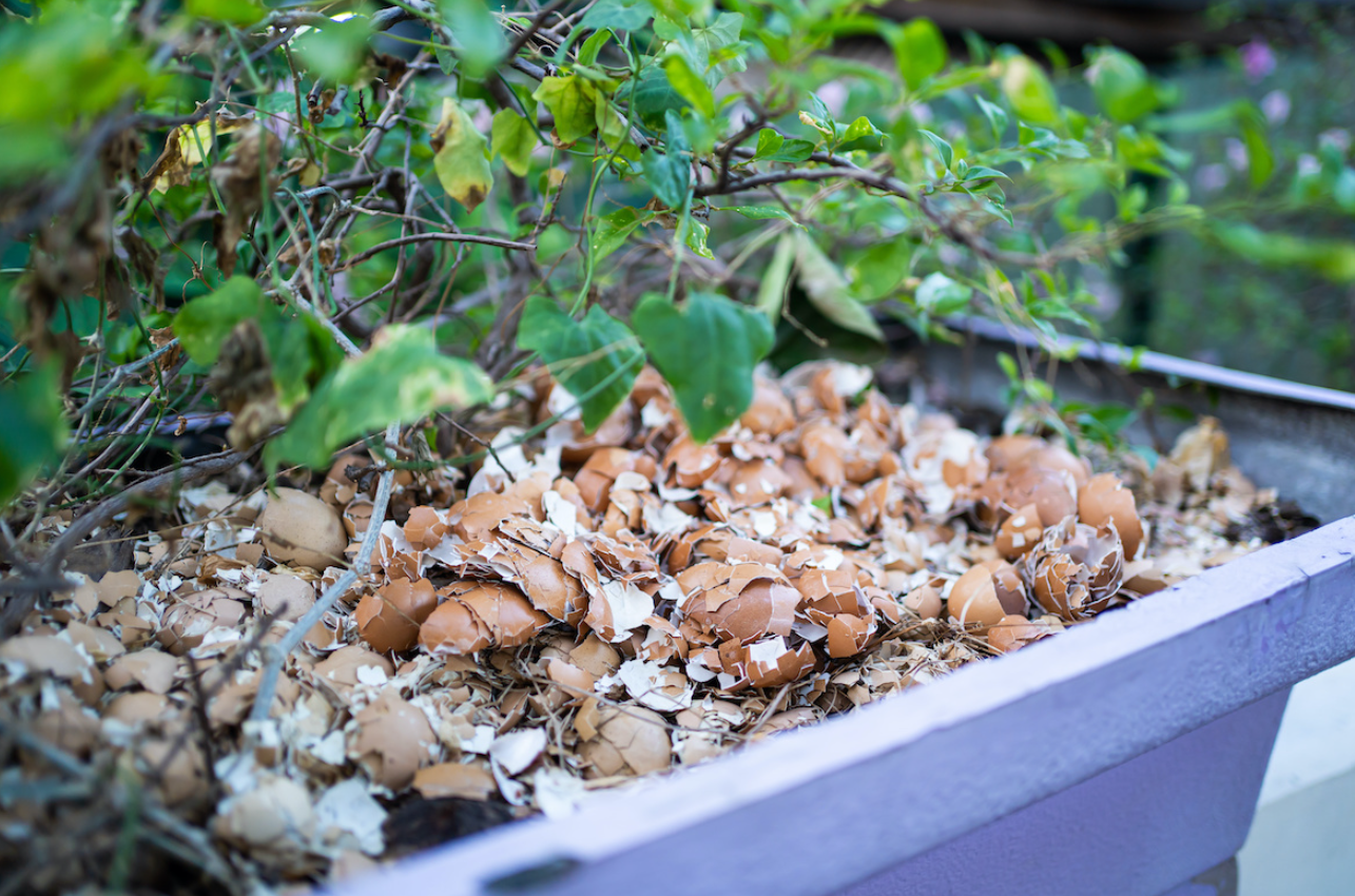 egg shell plant food