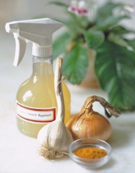 garlic spray for plants
