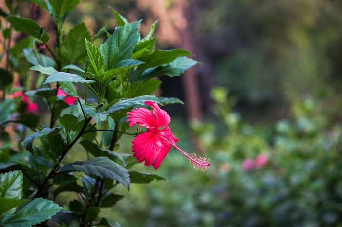 hibiscus plant