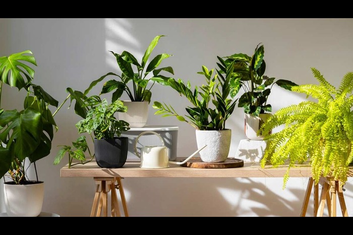 house plants that cool your room temperature naturally ()