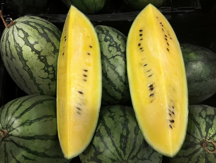 know about yellow watermelon in india