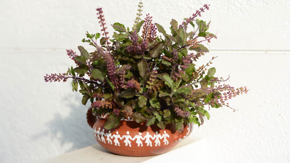 kya office desk pr rakhna chahiye tulsi ka paudha