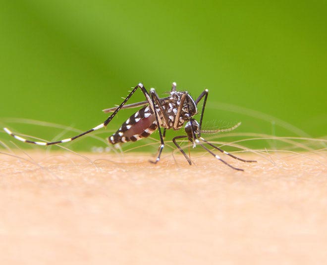 national dengue day date