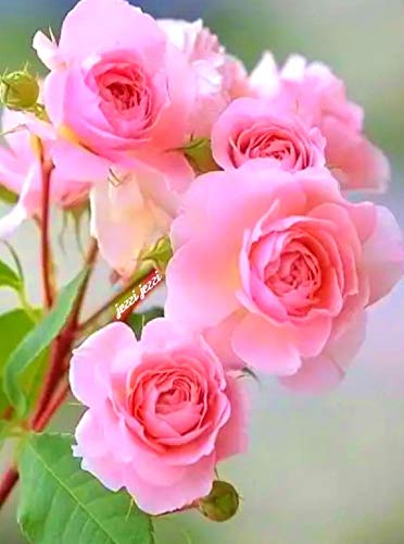 pink rose