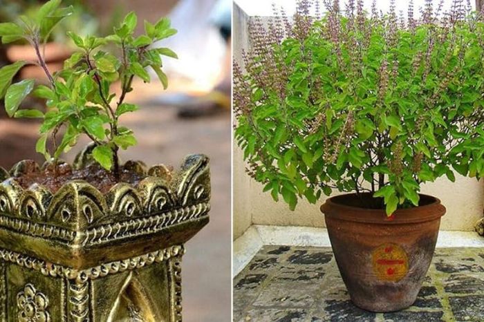 place your house plants to ensure positive vibes and prosperity