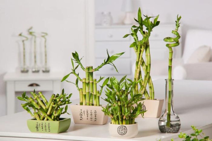 place your house plants to ensure positive vibes and prosperity