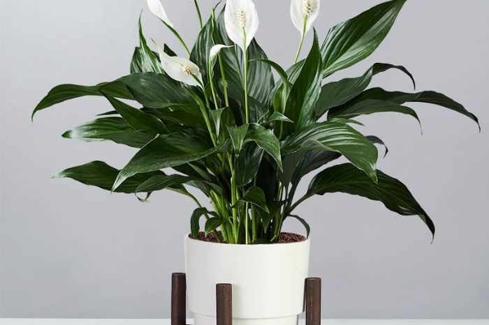 place your house plants to ensure positive vibes and prosperity