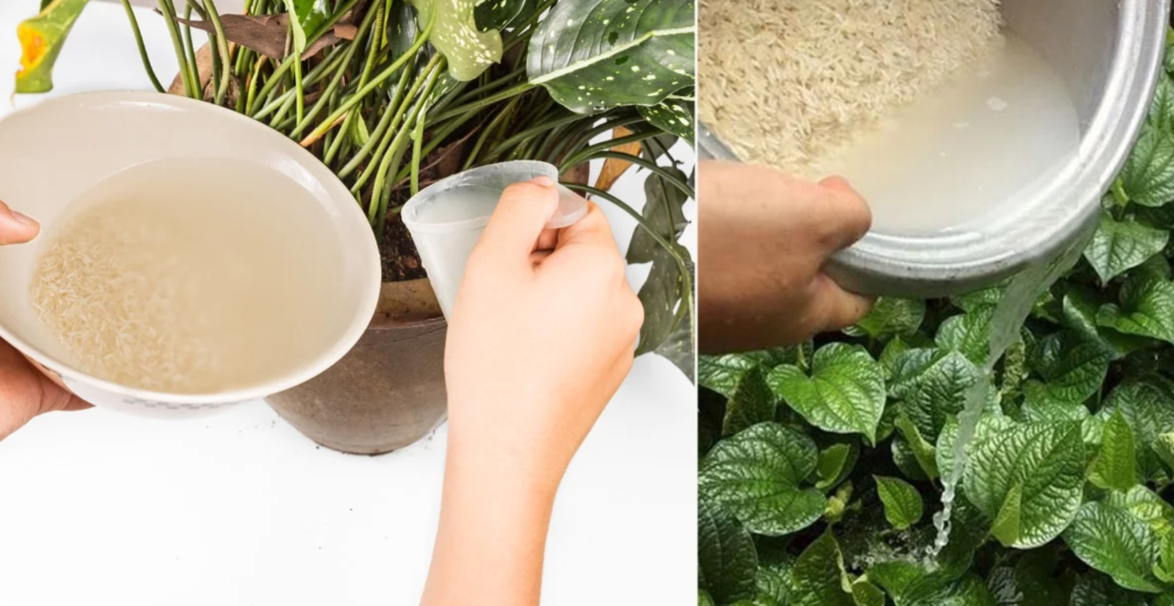 rice water benefits for plants