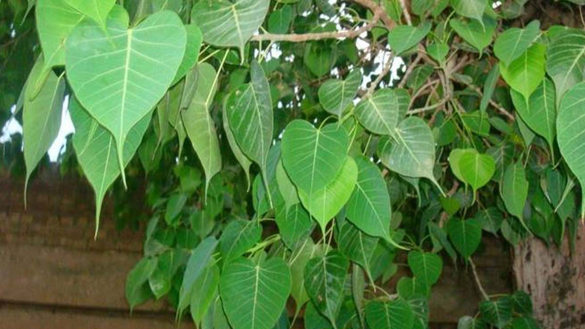 significance of offering sesame on peepal tree