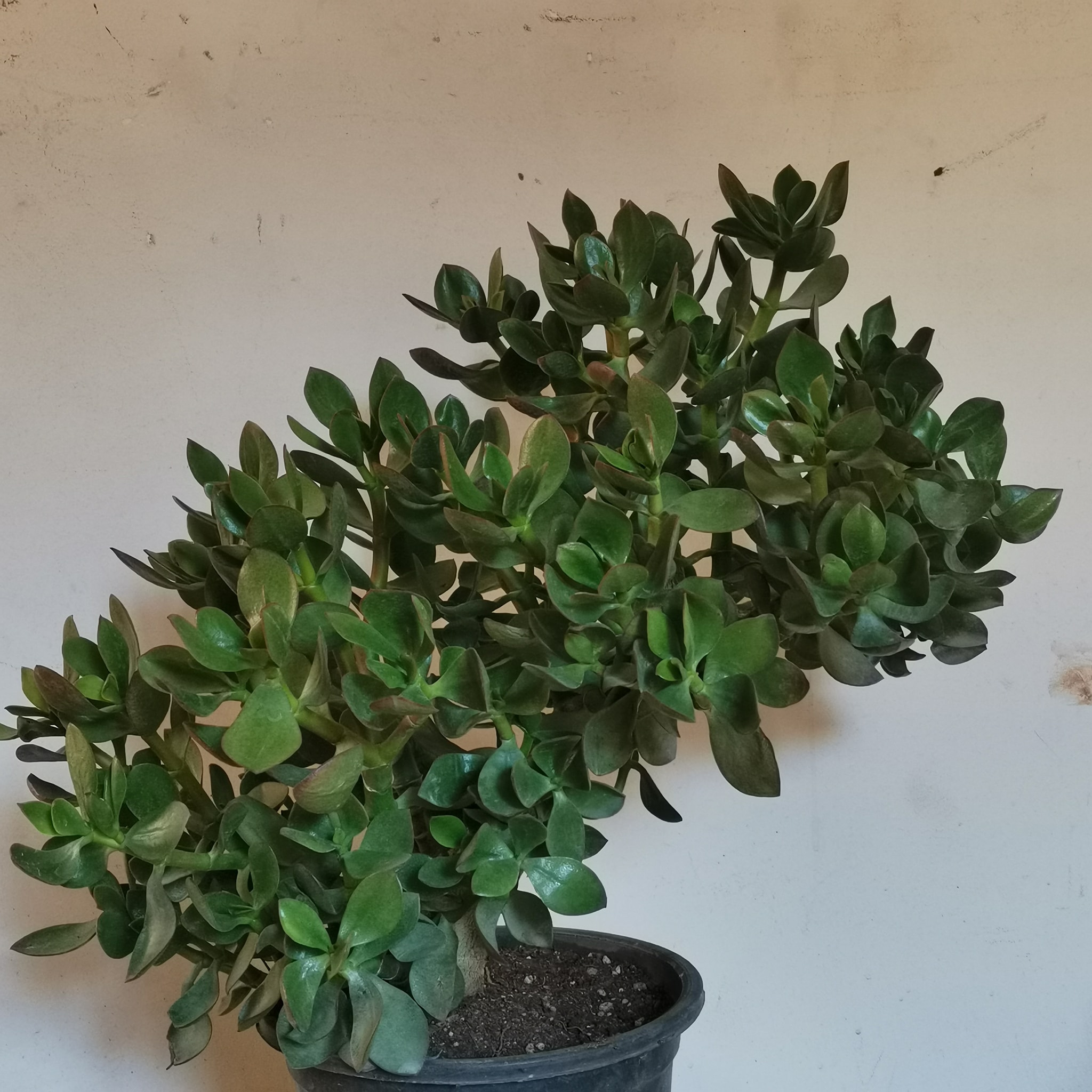 succulent plants low maintence Jade Plant