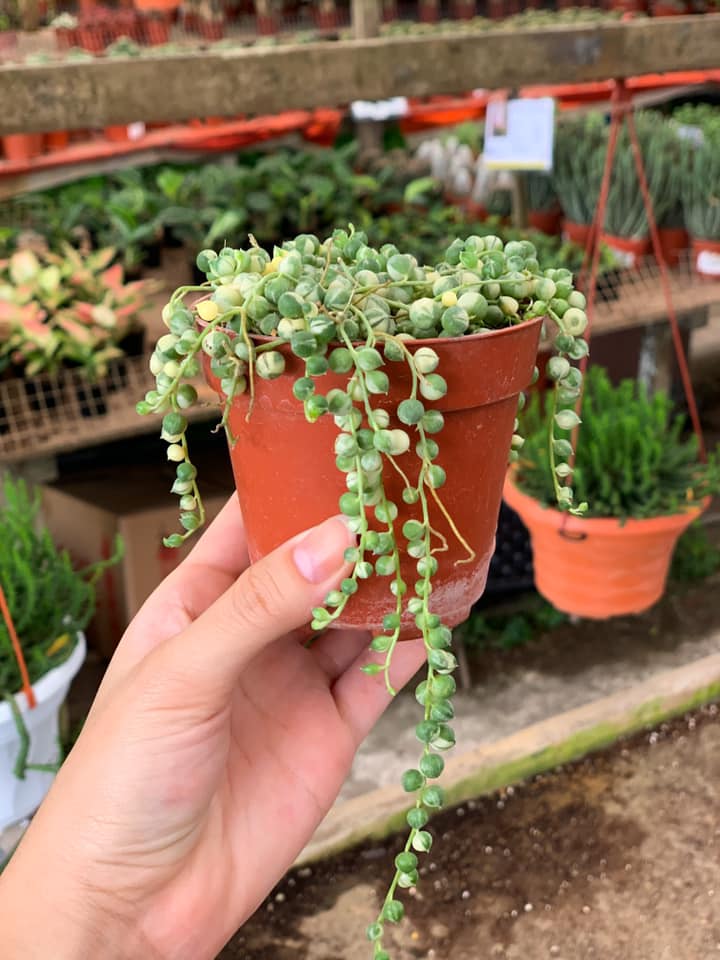 succulent plants low maintence String of Pearls