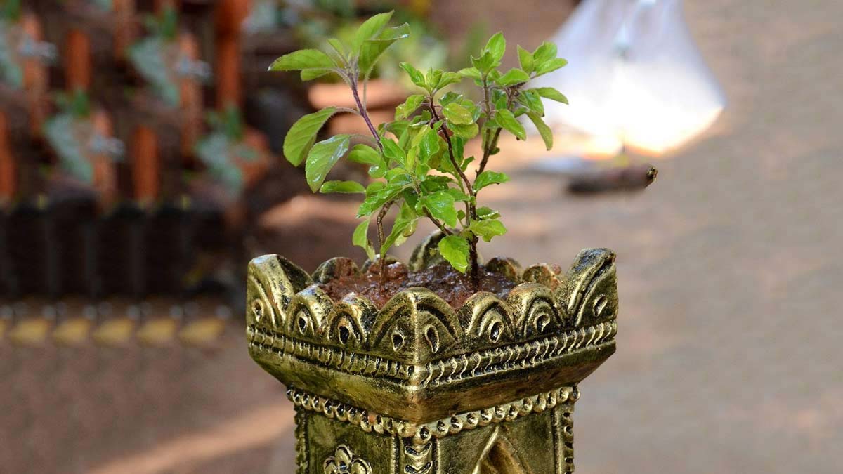 tulsi