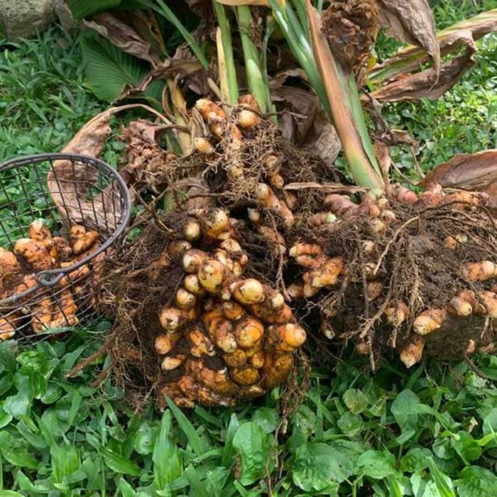 turmeric grow at home easily