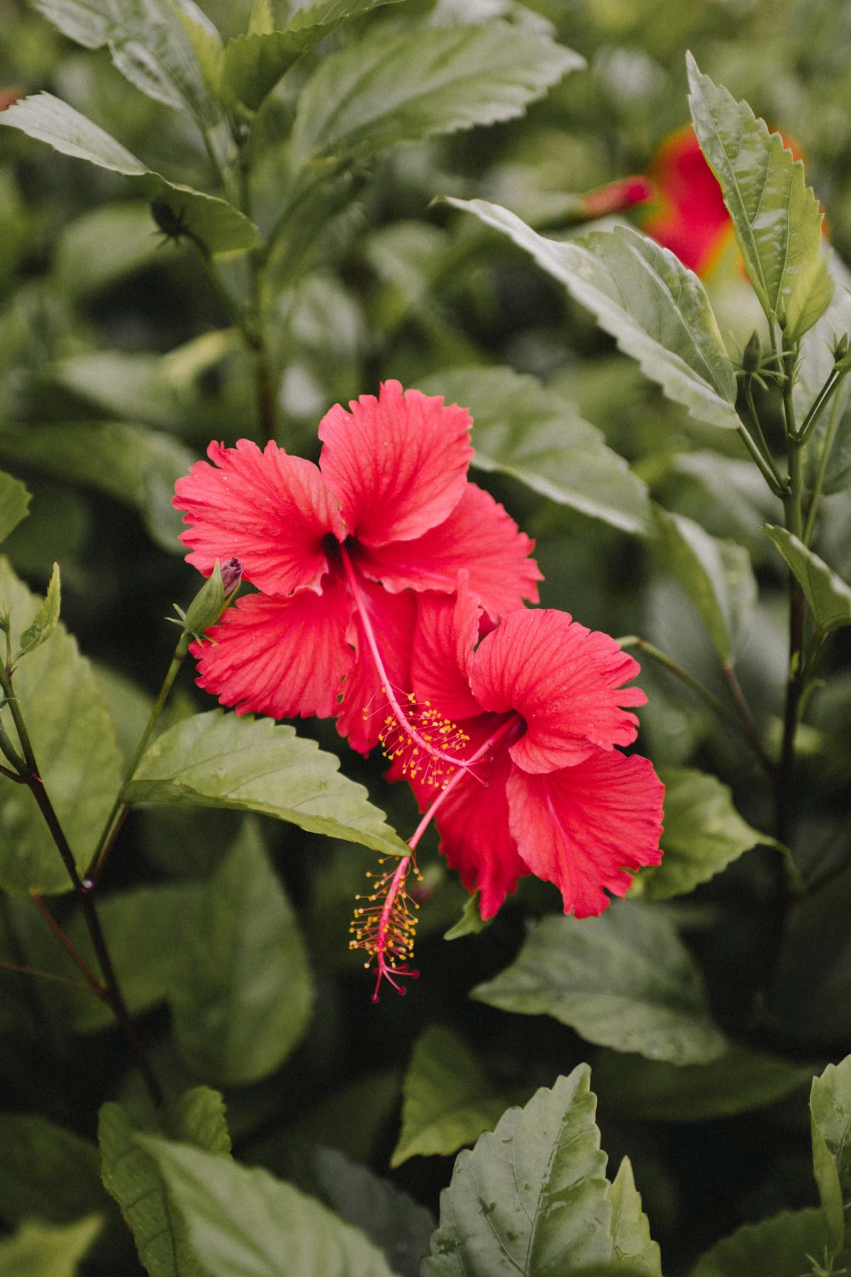 which fertilizer is good for hibiscus