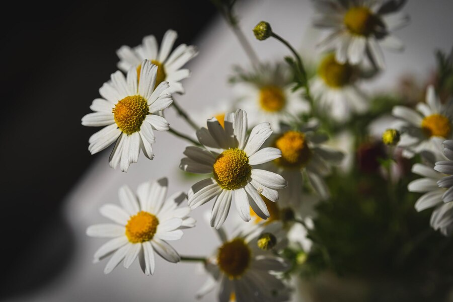 white Daisy