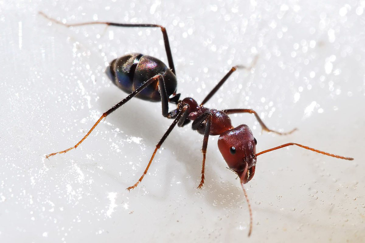px Meat eater ant feeding on honey