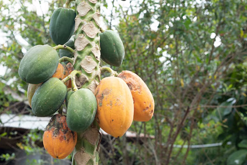 How to prevent fruit plants with insects