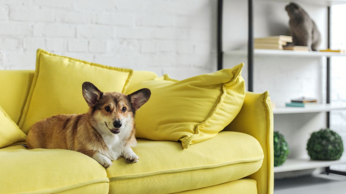 Is West Direction Good For Yellow Things As Per Vastu