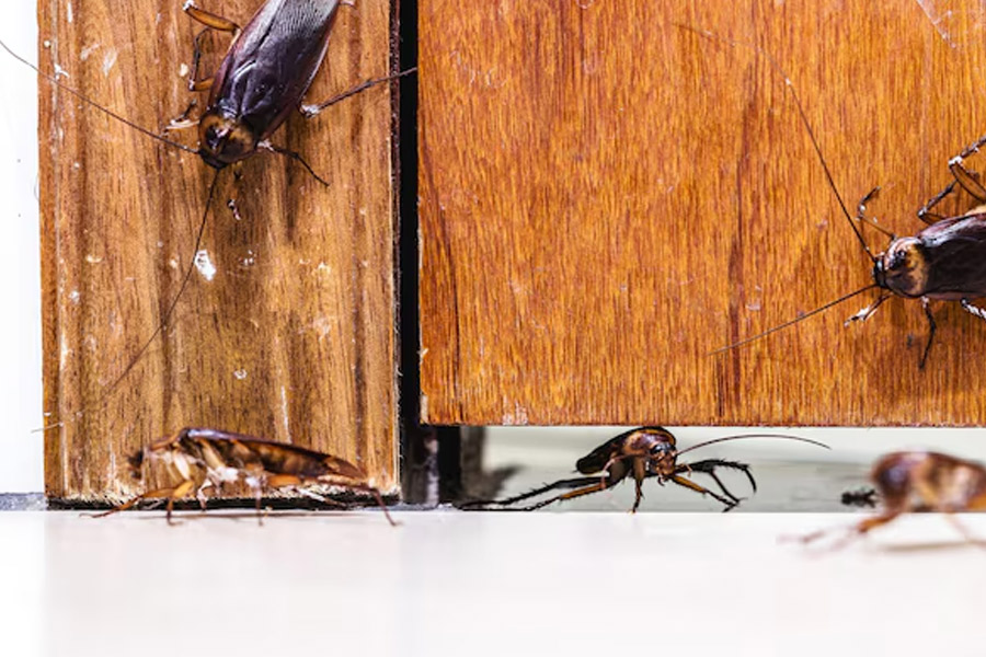 how to get rid cocroaches at home
