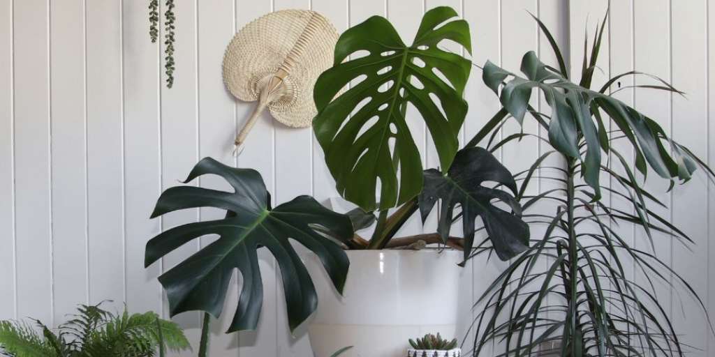 Amazing Houseplants That Grow In Water