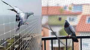 बालकनी में लगाने के लिए बढ़िया पीजन नेट के विकल्प