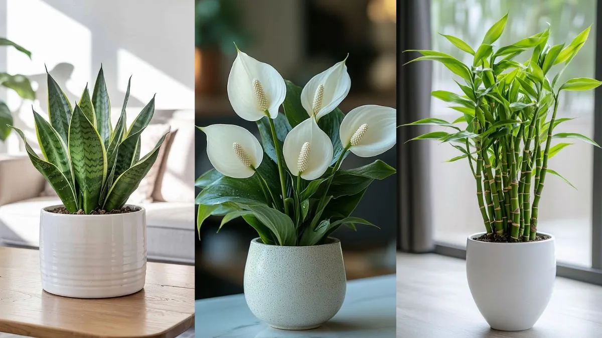 Indoor Plants For Air Purification
