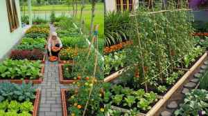 किचन गार्डन में जरूर लगाएं ये पौधे