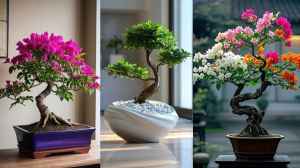 आपके घर के लिए बोंजाई प्लांट्स के बेहतरीन विकल्प