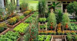 Kitchen Garden के लिए जरूरी सामान