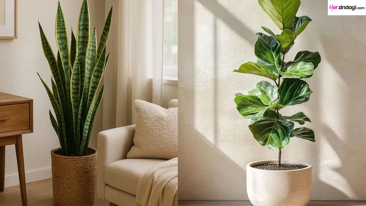 The Future Of Green Living 5 Indoor Plants That Can Transform Your Space the-future-of-green-living-5-indoor-plants-that-can-transform-your-space
