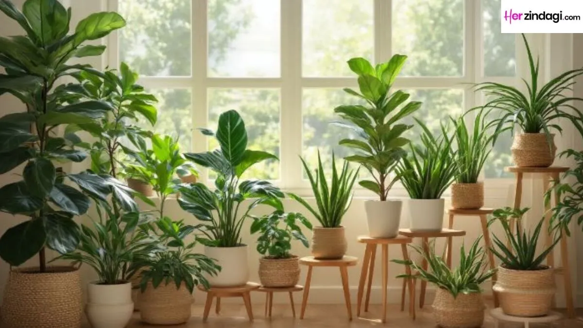 5 Easy-Care Indoor Plants and Planters to Refresh Your Home During the Monsoon - Low Maintenance Air Purifying Plants for Fresh & Green Decor