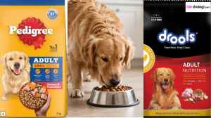 5 Nutritious Dog Foods for Picky Eaters