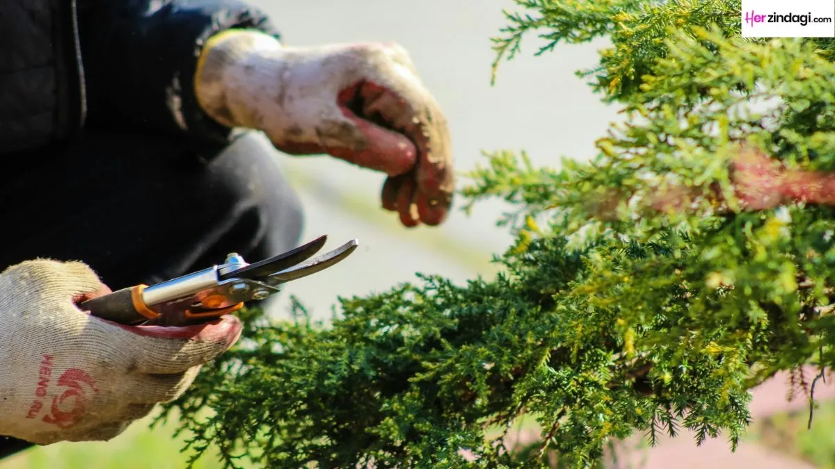 Gardening Tools To Get At The Great Indian Festival