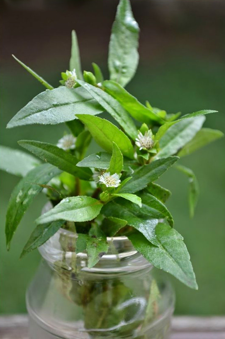 bhringraj plant guide