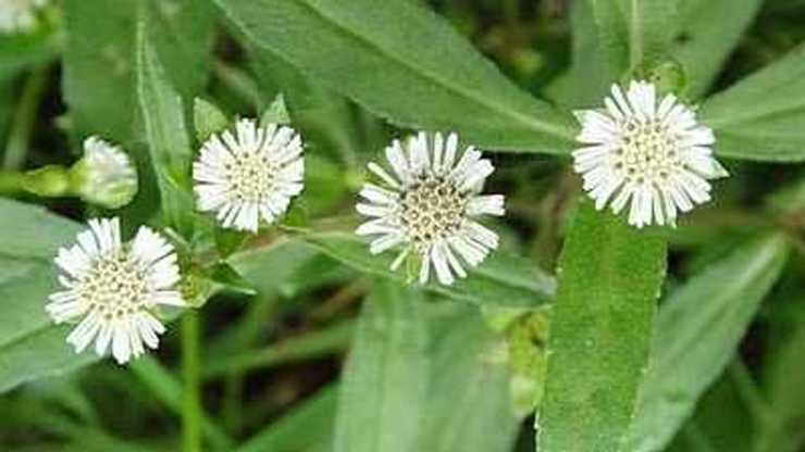 how to grow bhringraj plant