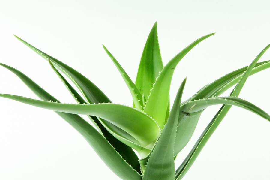 care of aloe vera plant